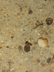 Camponotus xerxes