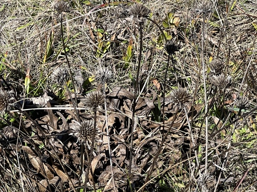 Narrowleaf mule ears winter