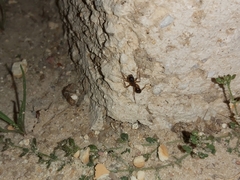 Camponotus xerxes