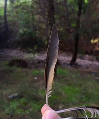 Turdus philomelos