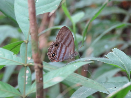 Magneuptychia opima