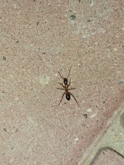 Camponotus xerxes