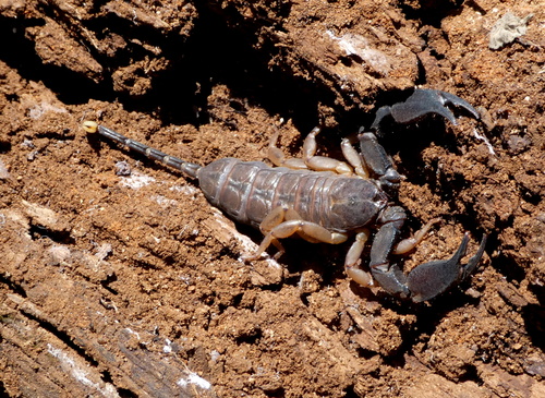 Opisthacanthus madagascariensis