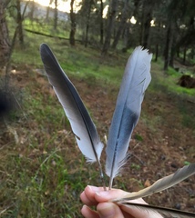 Streptopelia decaocto