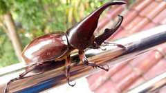 Xylotrupes gideon gideon