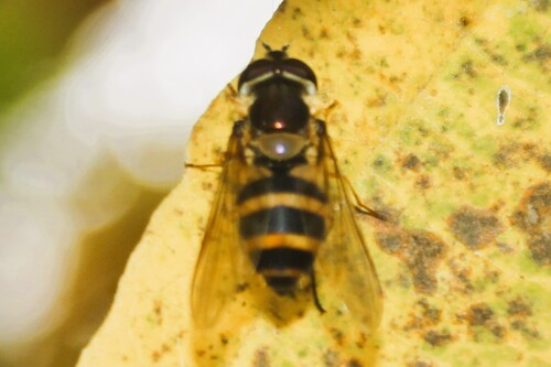 Unknown species found near Luzerne County, PA, USA