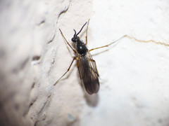 Greenomyia