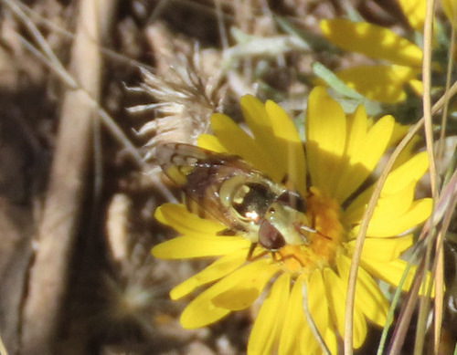 Unknown species found near Netherwood Park, Albuquerque, NM, USA