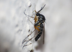 Greenomyia