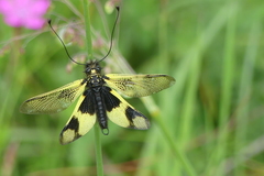 Libelloides macaronius