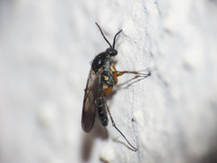 Greenomyia