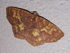 Periclina merana