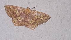 Periclina merana