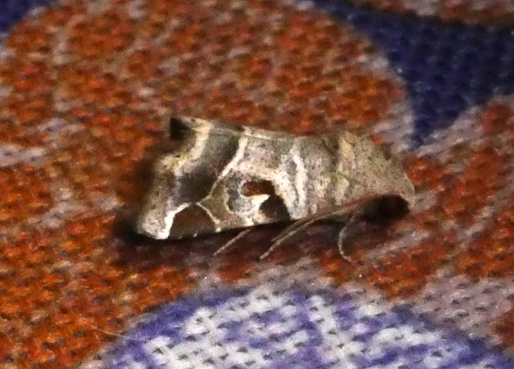 Bryophilopsis xephiris