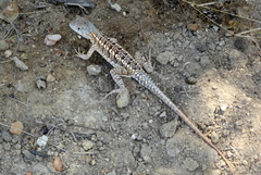 Chalarodon madagascariensis