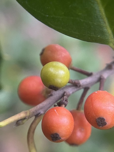 Unknown species found near Janelia Research Campus, Ashburn, VA, US