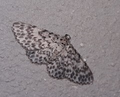 Hymenomima umbelularia