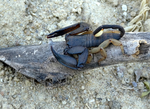 Opisthacanthus madagascariensis