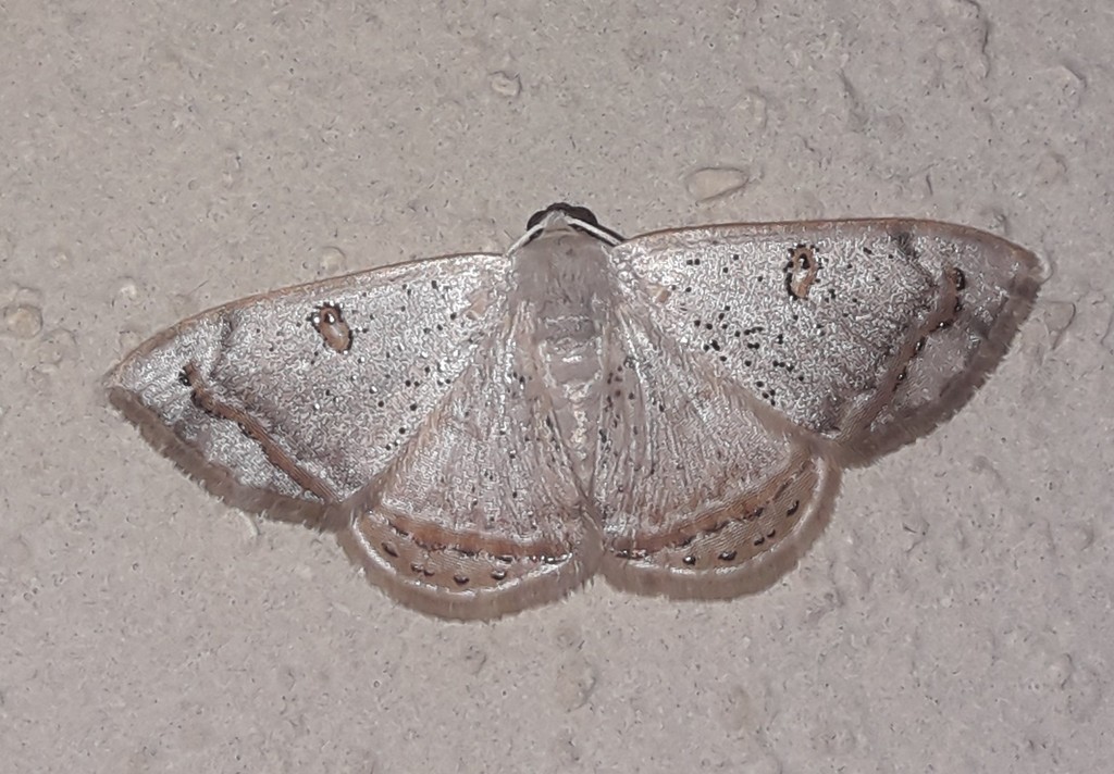 Argyrotome prospectata