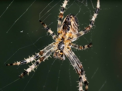 Araneus diadematus