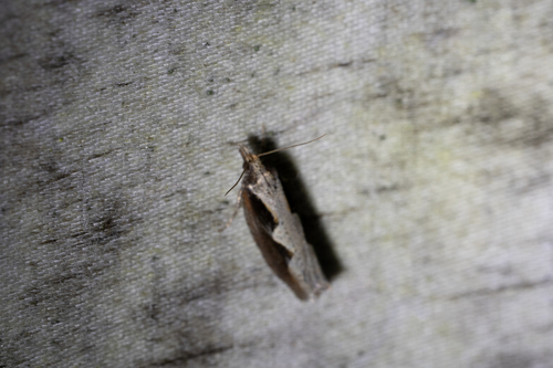 Diamondback Epinotia Moth (Epinotia lindana)