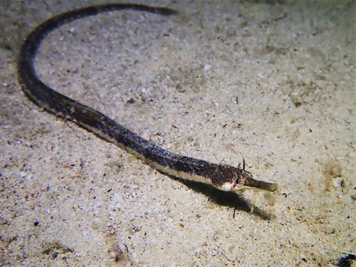 Tijger-zeenaald (Filicampus tigris) — Syngnathidae