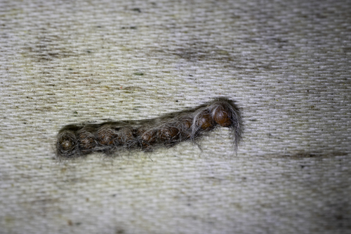 Large Tolype Moth (Tolype velleda)