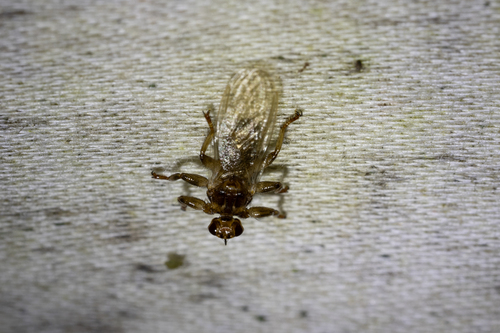 Unknown species found near Tompkins County, NY, USA