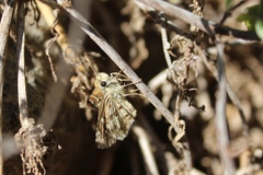 Chirgus bocchoris trisignatus