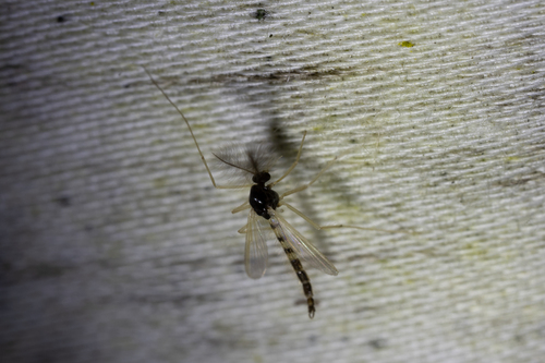 Unknown species found near Tompkins County, NY, USA