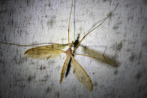 Unknown species found near Tompkins County, NY, USA