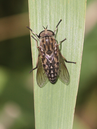 Large Marsh Horse Fly, 2851 Haastrecht, Nederland, photo 7 of 10