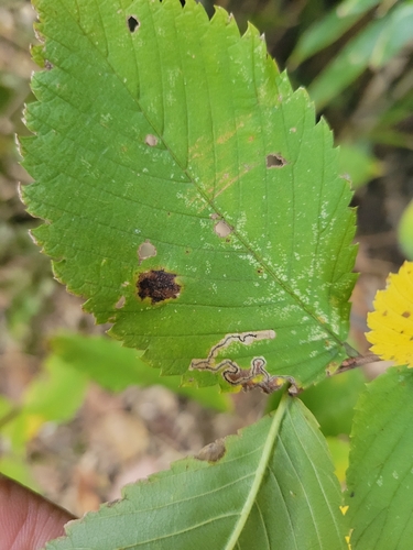 Stigmella apicialbella photo 4