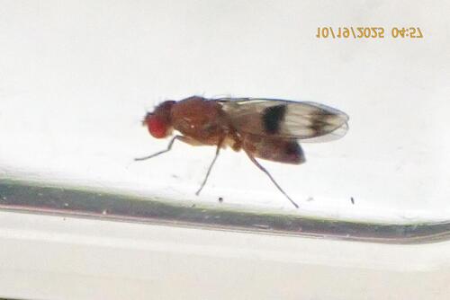 Unknown species found near Rockdale County, GA, USA