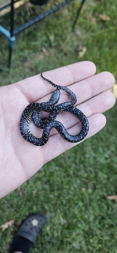 Speckled Kingsnake