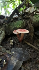 Russula rubropunctatissima