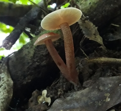 Russula rubropunctatissima