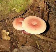 Russula rubropunctatissima