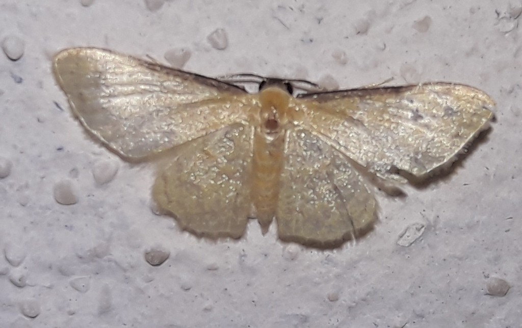 Lobocleta tenellata