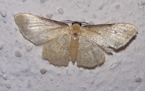 Lobocleta tenellata