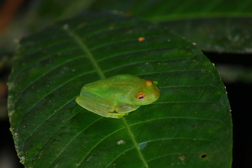 Rough-skinned Green Tree Frog