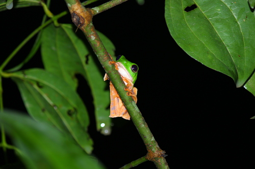 Barred Monkey Frog