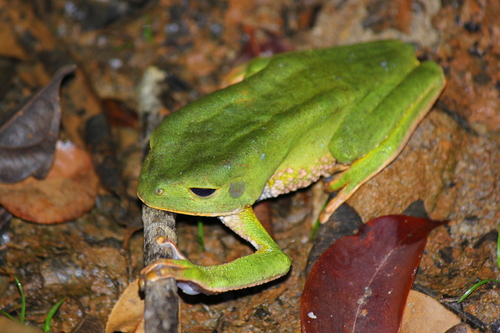 Black-eyed Monkey Frog