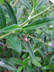 Riptortus linearis