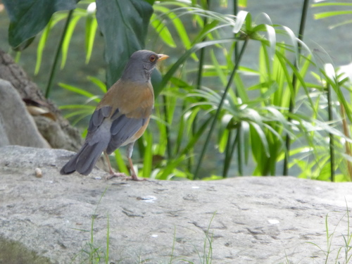 Turdus rufopalliatus