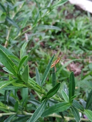 Riptortus linearis