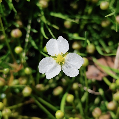 Helanthium bolivianum, photograph 2