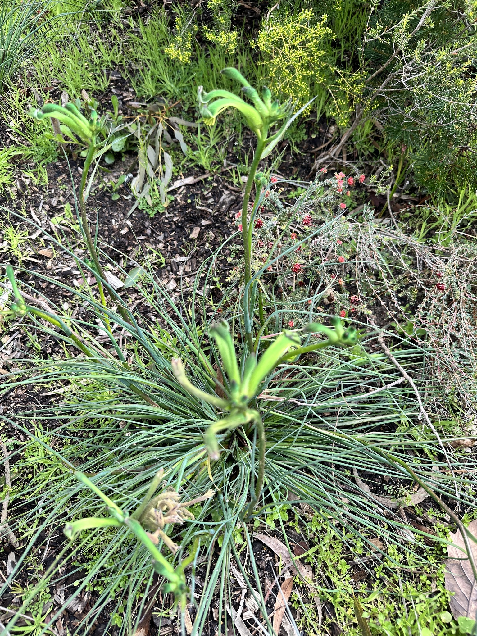 Green kangaroo paw