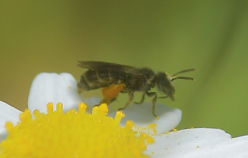 Rhophitulus