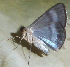 Tasta elliptica